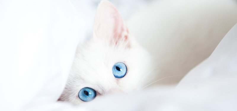 蓝眼白猫萌宠背景图