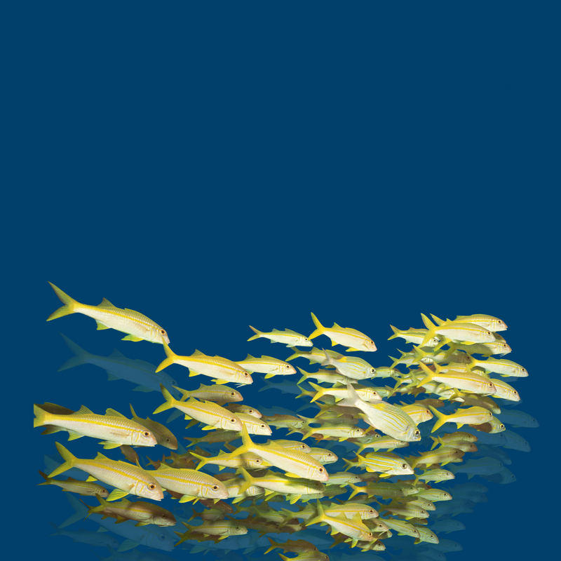 现代蓝色梦幻海洋鱼群背景素材