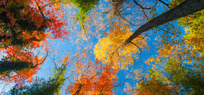 美丽的秋天树林风景