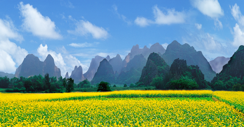 黄色油菜花盛开山区平原背景