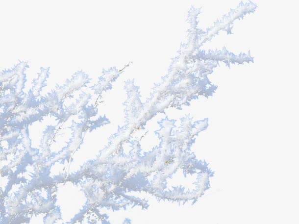 积雪的树枝