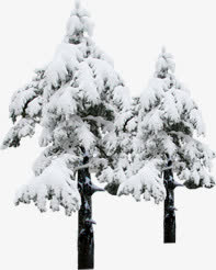 冬季冰雪大树景观