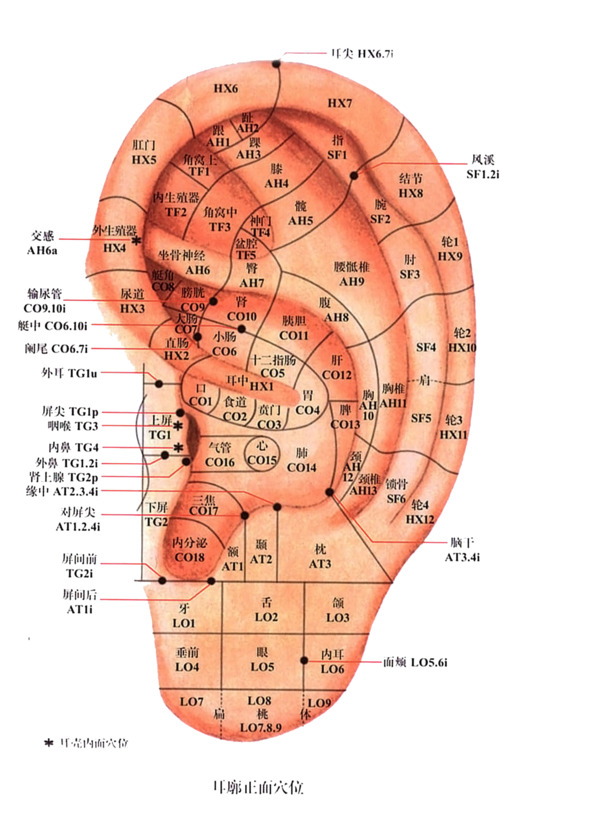 人体耳朵穴位细分