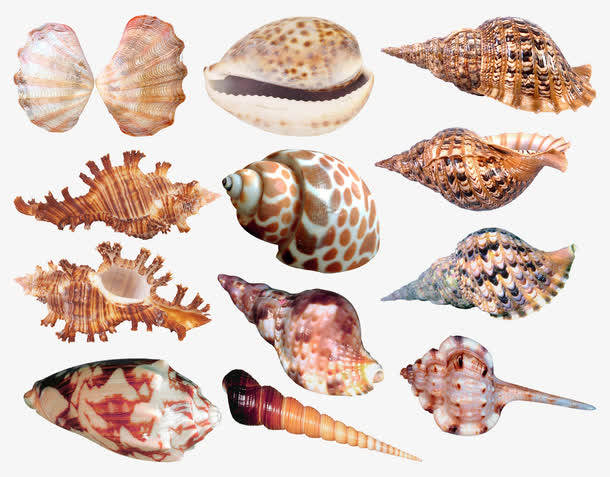 棕色海螺合集