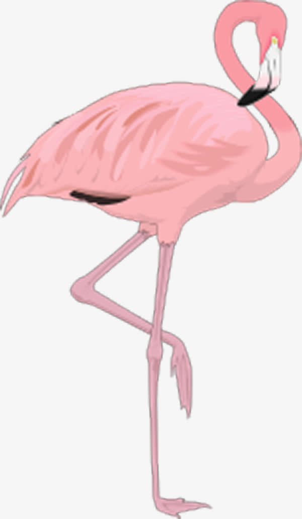 粉红色火烈鸟
