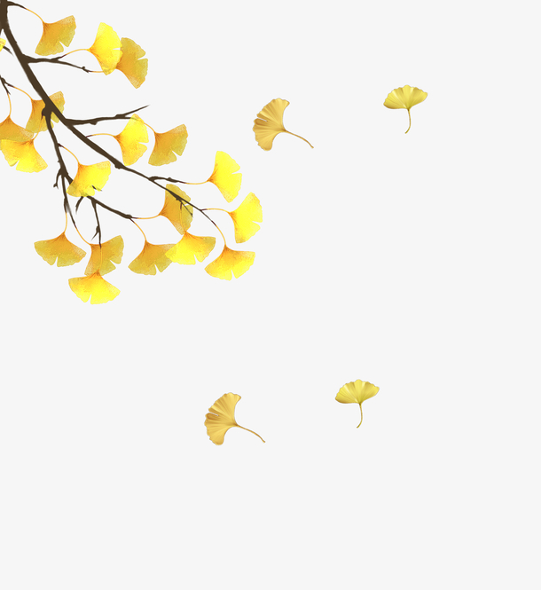 秋分一枝金黄的银杏树枝