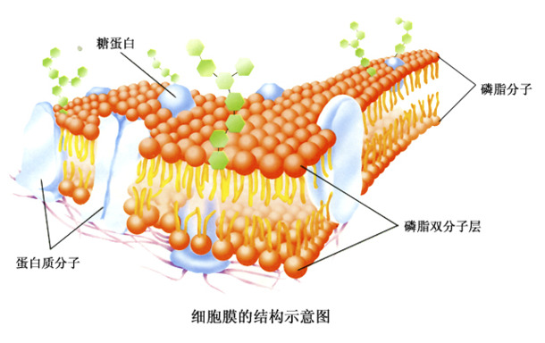 细胞膜结构PNG透明图，高清免扣，标签元素设计素材下载