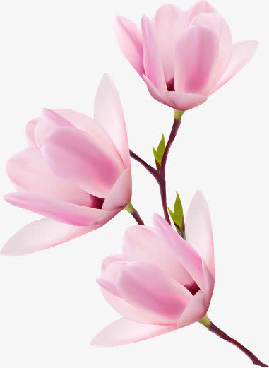 矢量粉色美丽花朵素材