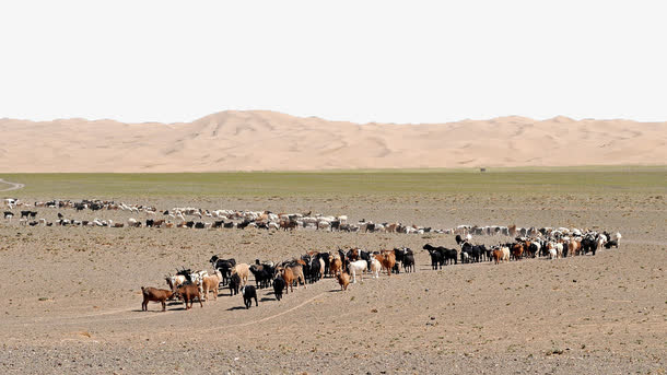 沙漠中的放牧群