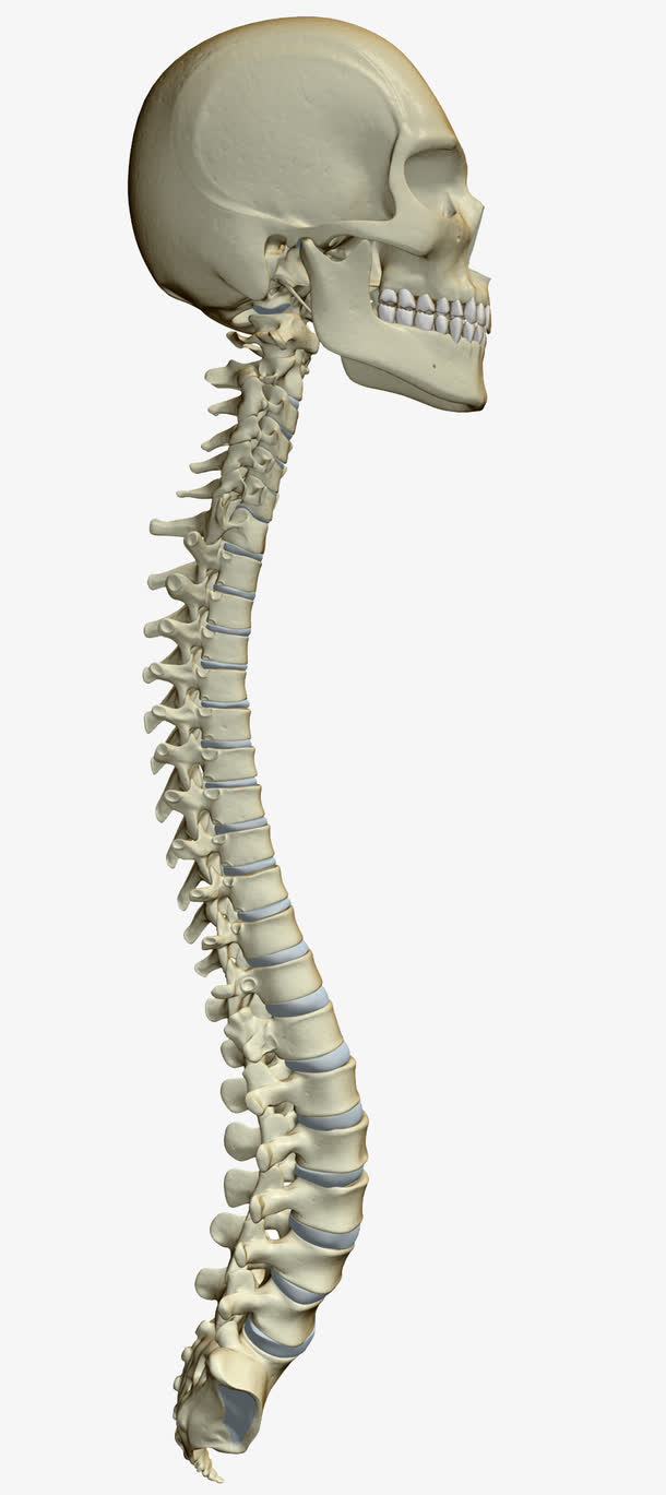 人体头骨脊椎图片