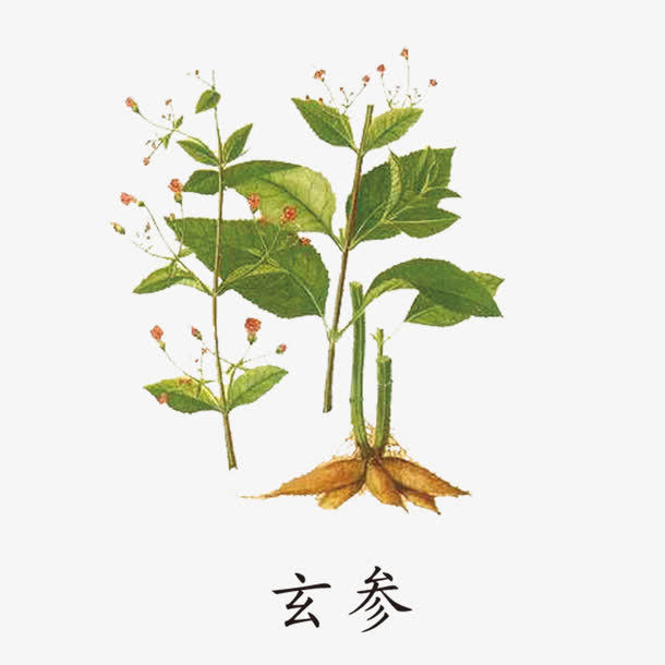 玄参草药PNG透明图片，高清动植物元素，设计素材免费下载