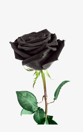 一朵谁黑色玫瑰花