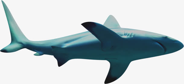 灰色鲨鱼素材