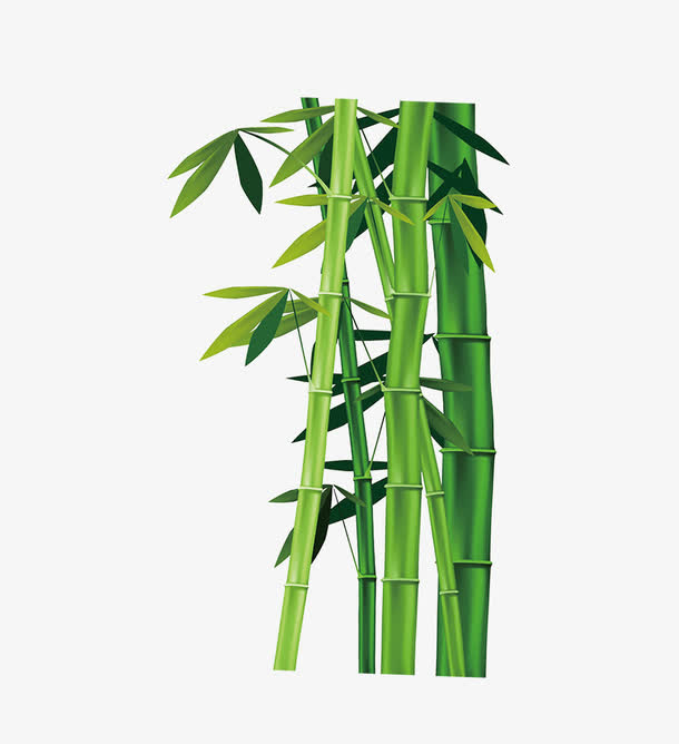 绿色的竹子