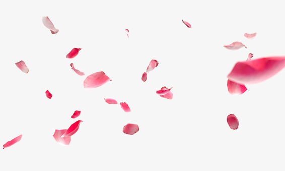 漂浮的红色花瓣樱花