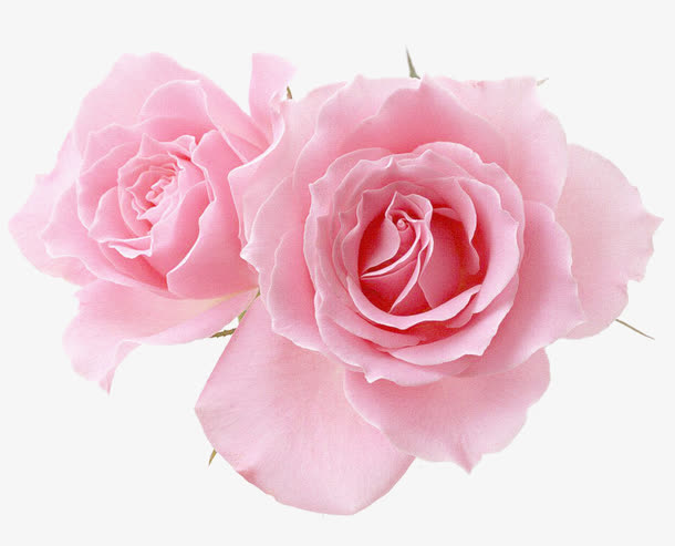 两个粉红玫瑰花朵