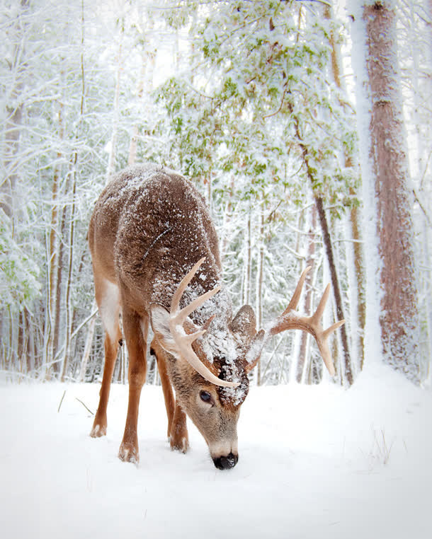 冬季树林麋鹿大雪圣诞节海报背景