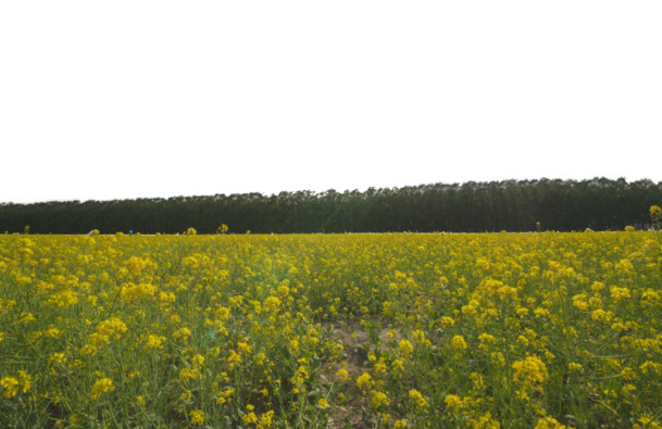 北京海淀上庄镇油菜花美景，高清PNG透明背景摄影素材，EPS格式下载