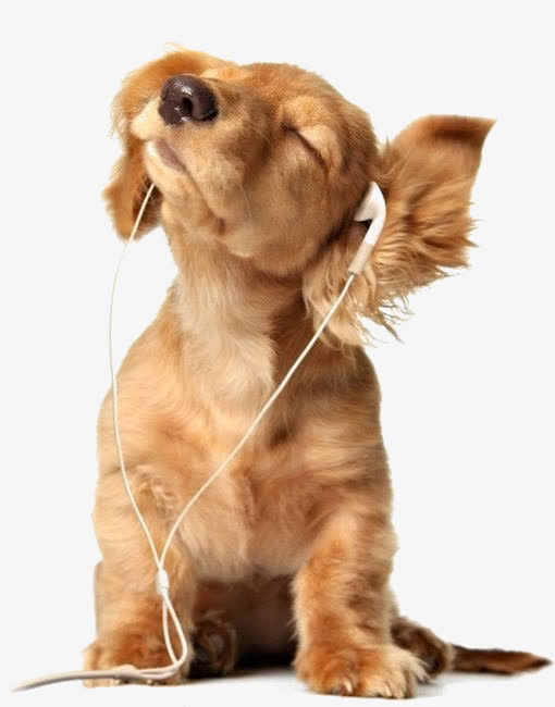 听音乐的小狗