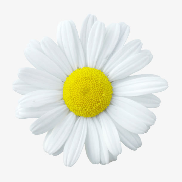 背景元素花朵海报背景白色花朵