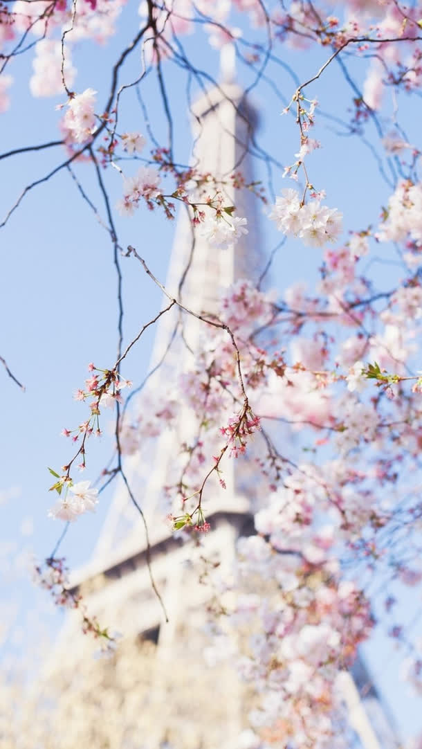 唯美日本樱花摄影图