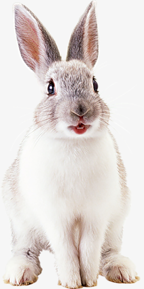 兔兔 立耳 长耳朵 可爱
