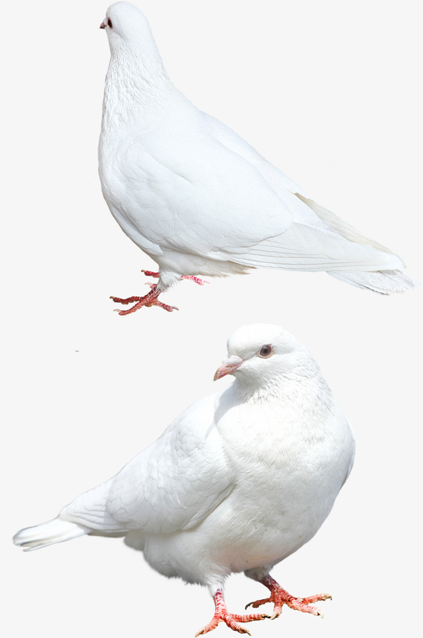 国庆的白色和平鸽