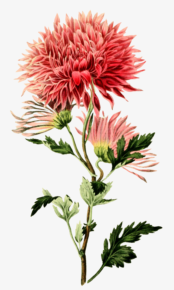 复古手绘植物花卉矢量插画