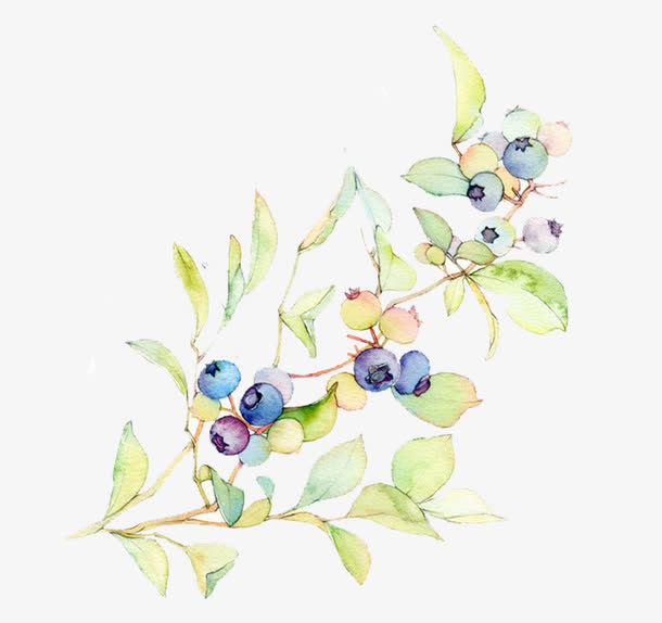 手绘水墨蓝莓插画