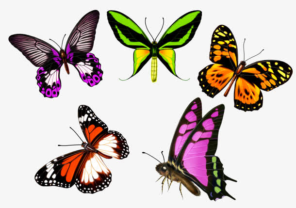 各种颜色蝴蝶