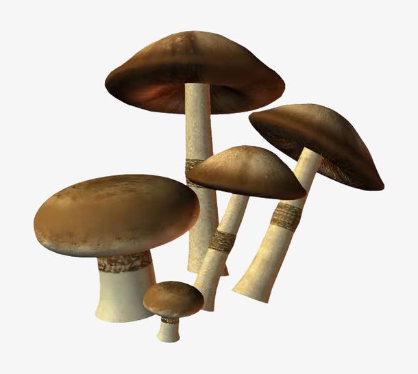 蘑菇    五个小蘑菇