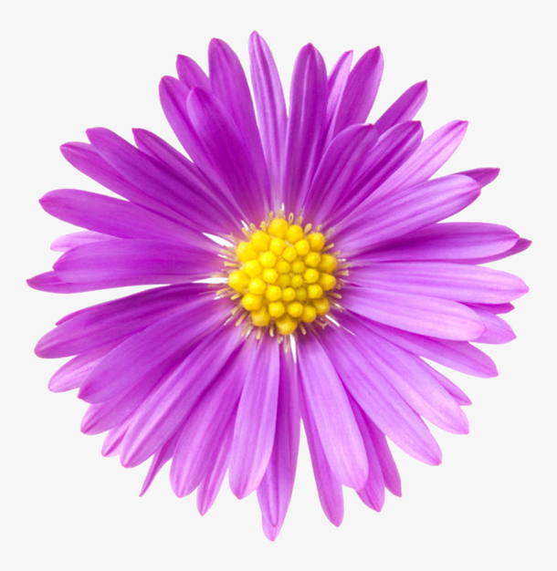 紫色植物黄色果子的一朵大花实物