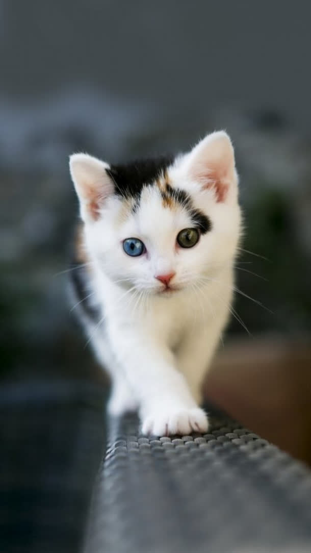 大眼可爱猫咪姿势