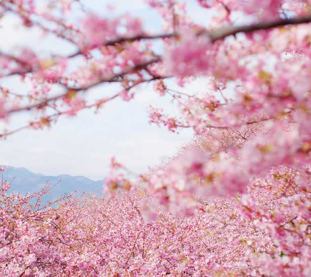 粉色樱花花海树林