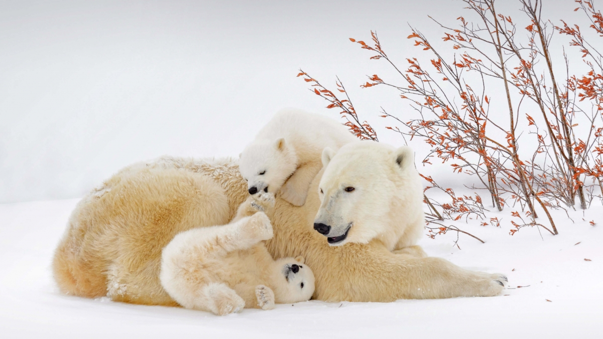 北极熊母子4k壁纸