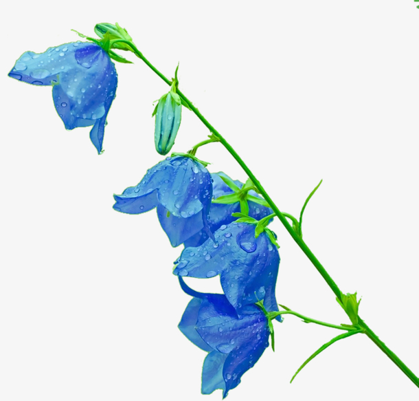 蓝铃花PNG透明图，高清动植物元素，PSD设计素材免费下载