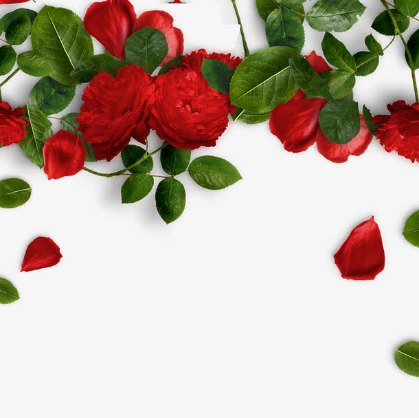 免抠情人节装饰红色玫瑰花