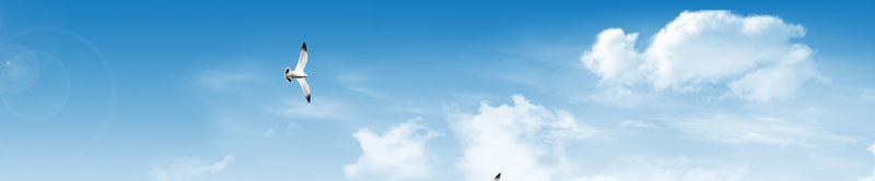 蓝色天空海鸥背景图片