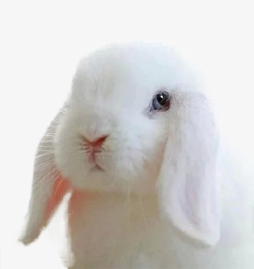 白色粉嫩的垂耳兔