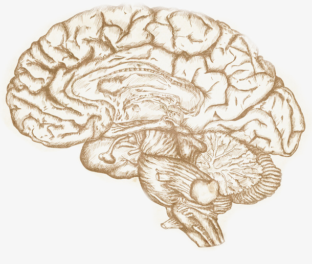 人体大脑免抠图透明背景