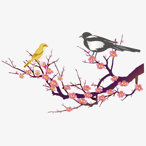 梅花树上的黄梅鸟