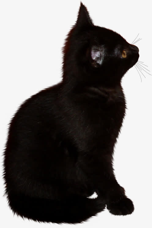 万圣节黑猫