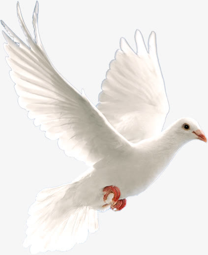 白色和平鸽创意形象