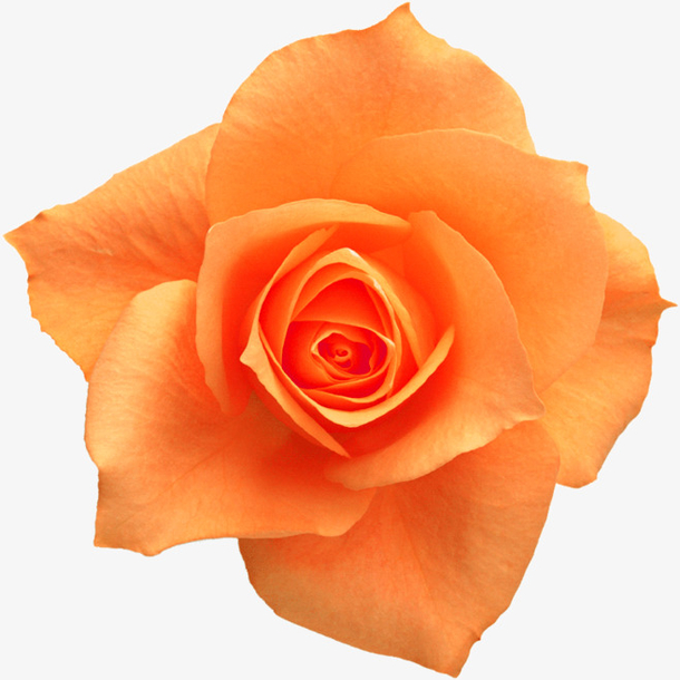 橘色的玫瑰花朵
