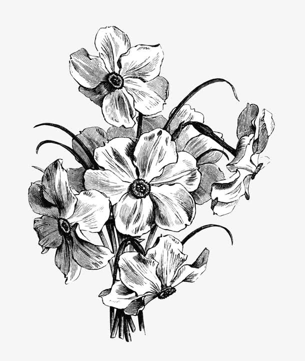 手绘黑白线条花卉