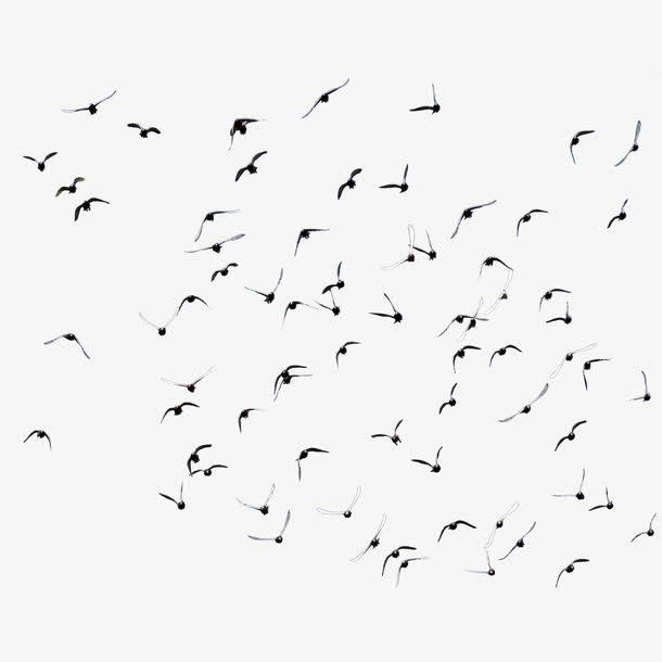 鸽子图片飞禽 成群的鸟