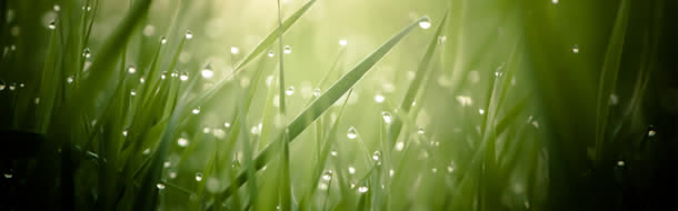 下雨过后小草背景
