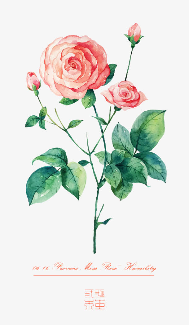 水墨手绘粉红色的玫瑰花