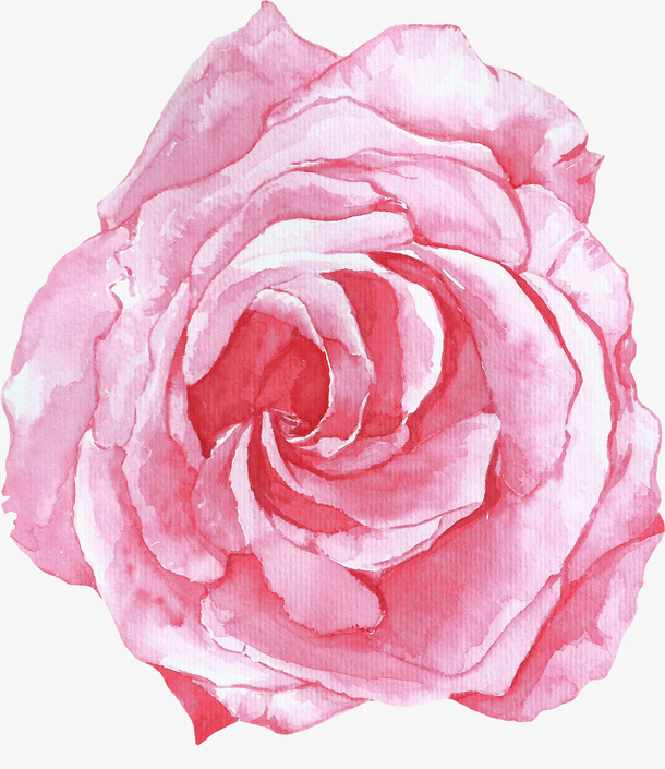卡通手绘粉色美丽的玫瑰花