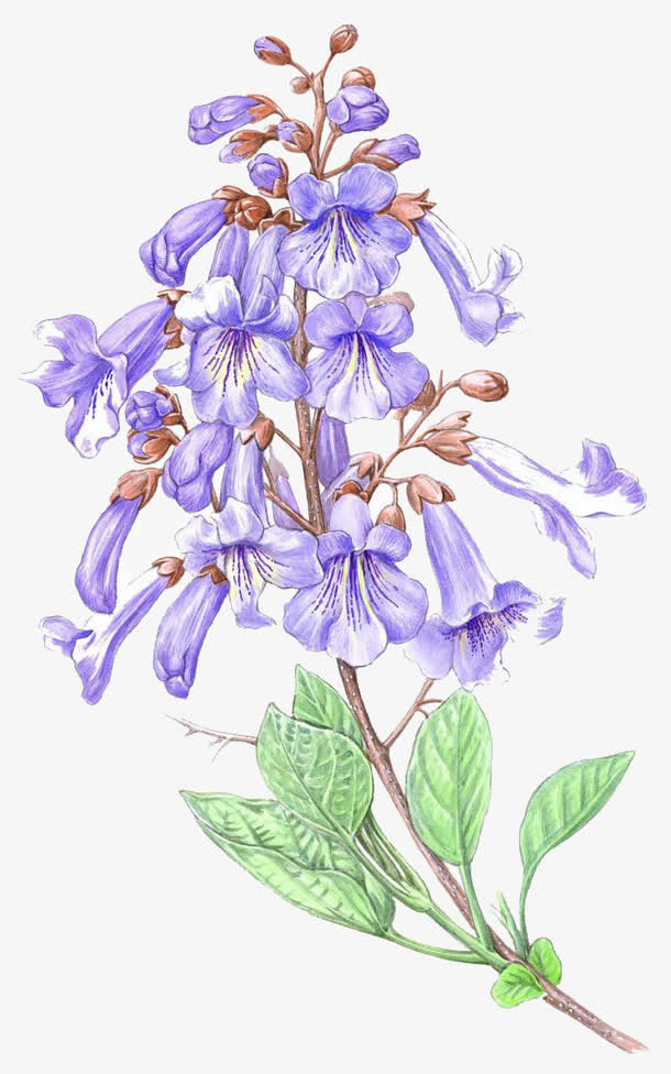 手绘美丽的紫藤